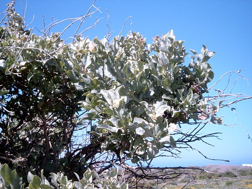 Atriplex halimus